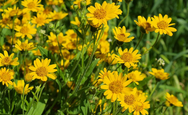 arnica