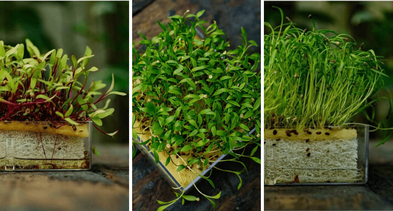 cultivo de brotos na água