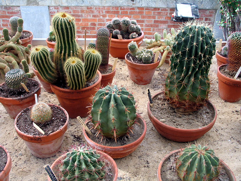 cactos - plantas resistentes ao sol