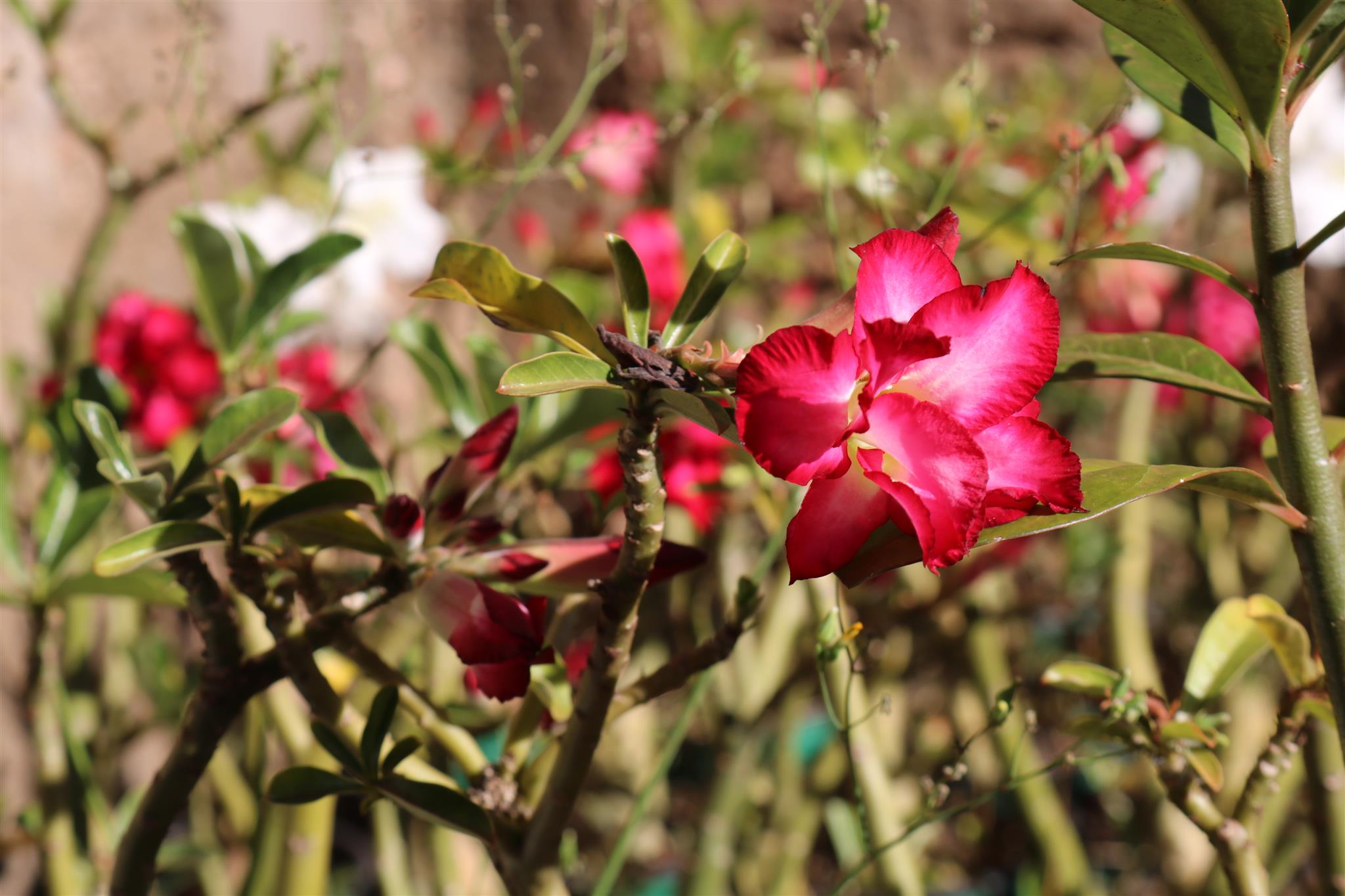 como fazer as rosas do deserto florirem