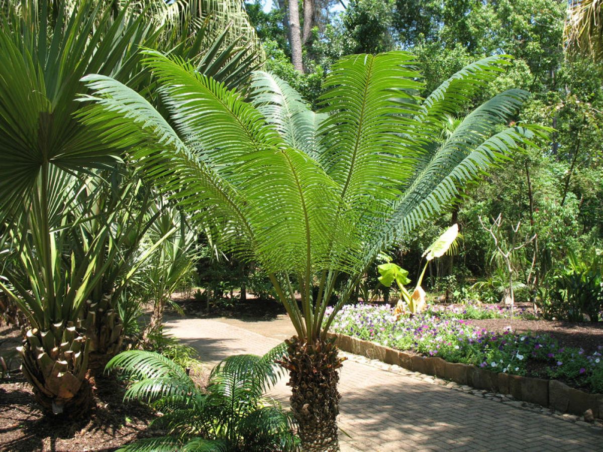 13 plantas resistentes ao sol para ter em seu jardim - Tropical Estufas  Agrícolas | Hidroponia | Filme Agrícola | Tela Agrícola | Plástico para  Estufa