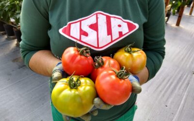 Luigi: Lançamento no segmento de tomates tipo salada