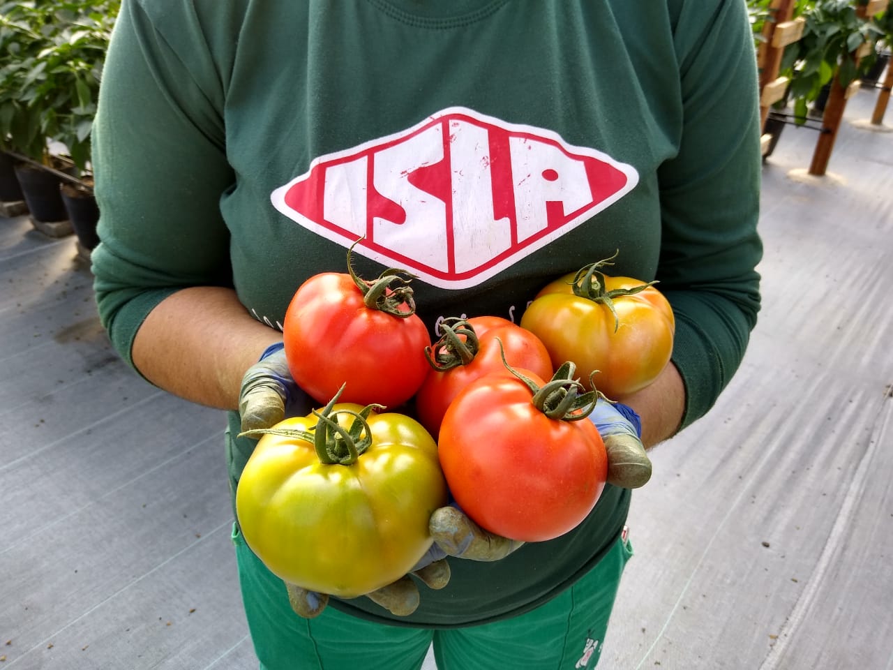 Luigi: Lançamento no segmento de tomates tipo salada