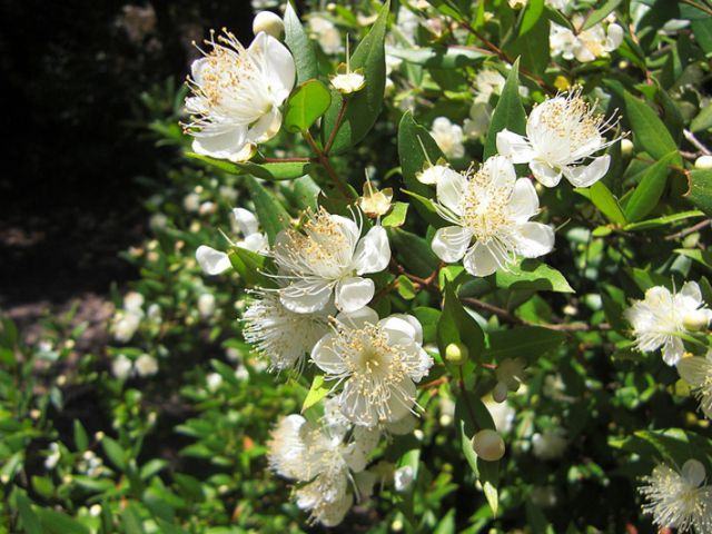 murta - plantas resistentes ao sol