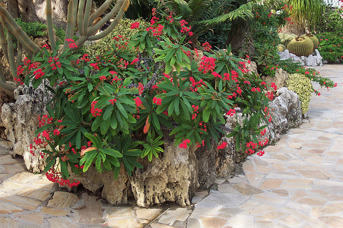 plantas tóxicas para cães e gatos