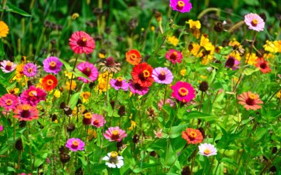 15 flores para plantar no verão e colorir o jardim