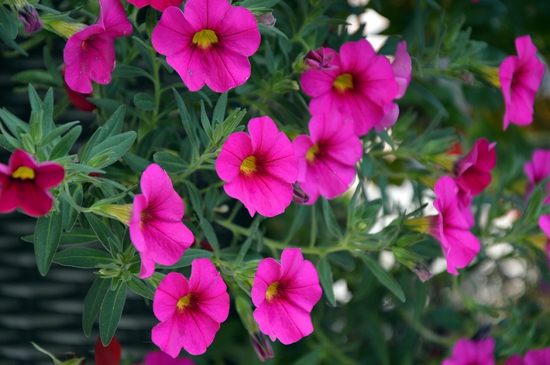 A flor do peão que cresce em um jardim do verão.