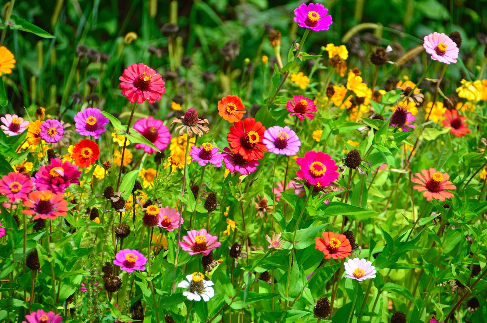 15 flores para plantar no verão e colorir o jardim - Tropical Estufas  Agrícolas | Hidroponia | Filme Agrícola | Tela Agrícola | Plástico para  Estufa
