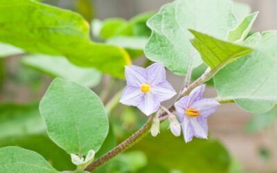 Cultivo de berinjela japonesa em estufas