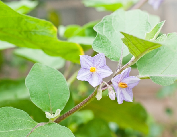 Cultivo de berinjela japonesa em estufas