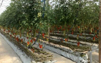 Substratos ideais para o cultivo de tomate em estufa