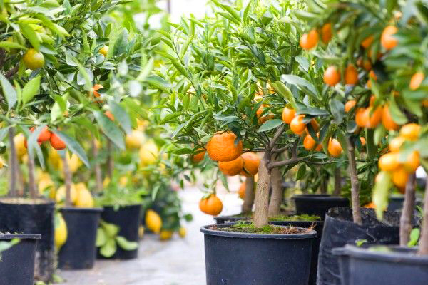 12 frutíferas para cultivar em vasos