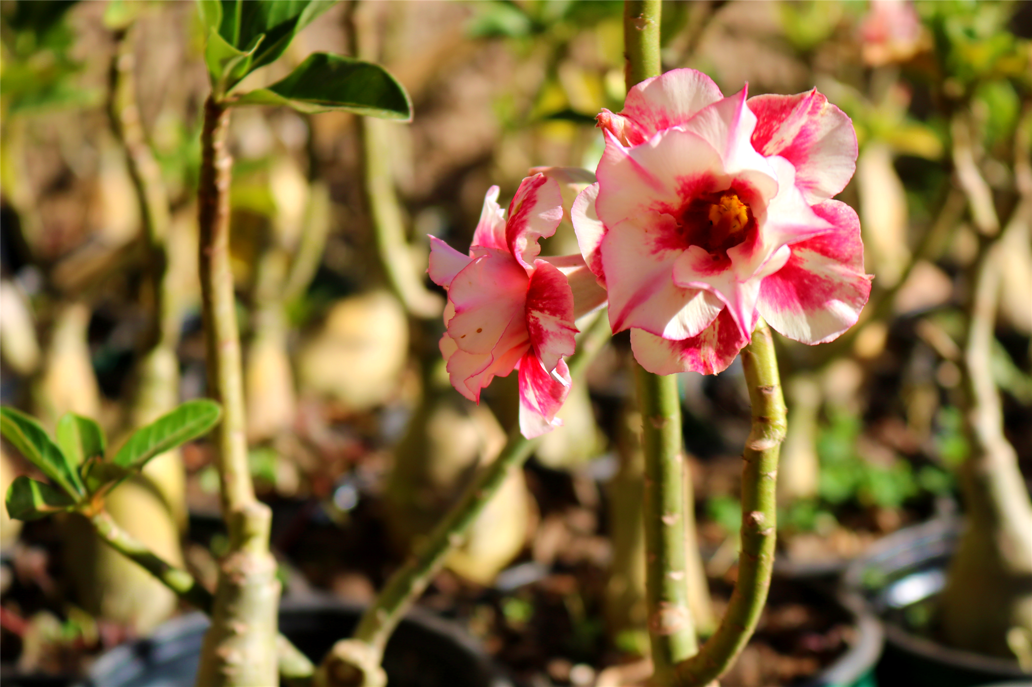 como fazer as rosas do deserto florirem