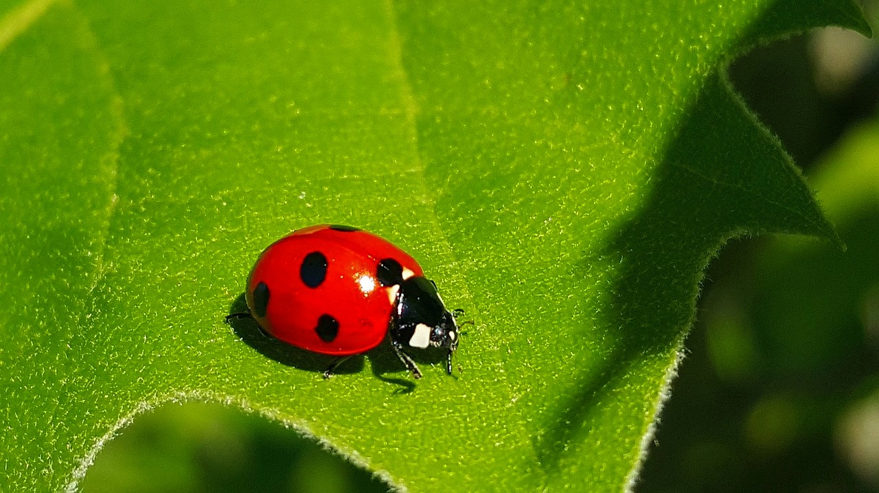 6 bichinhos amigos da horta