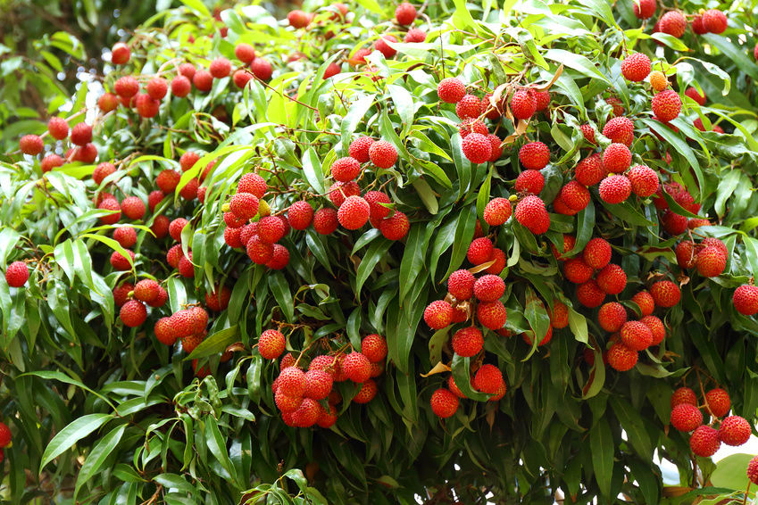 como cultivar lichia