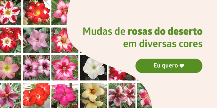 mudas de rosas do deserto