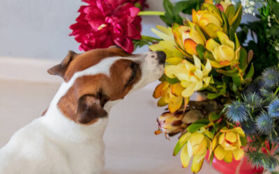 21 plantas tóxicas para cães e gatos (e quais não são)