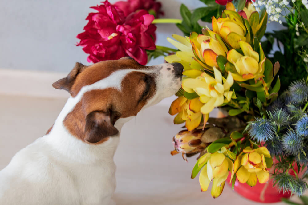 21 plantas tóxicas para cães e gatos (e quais não são)