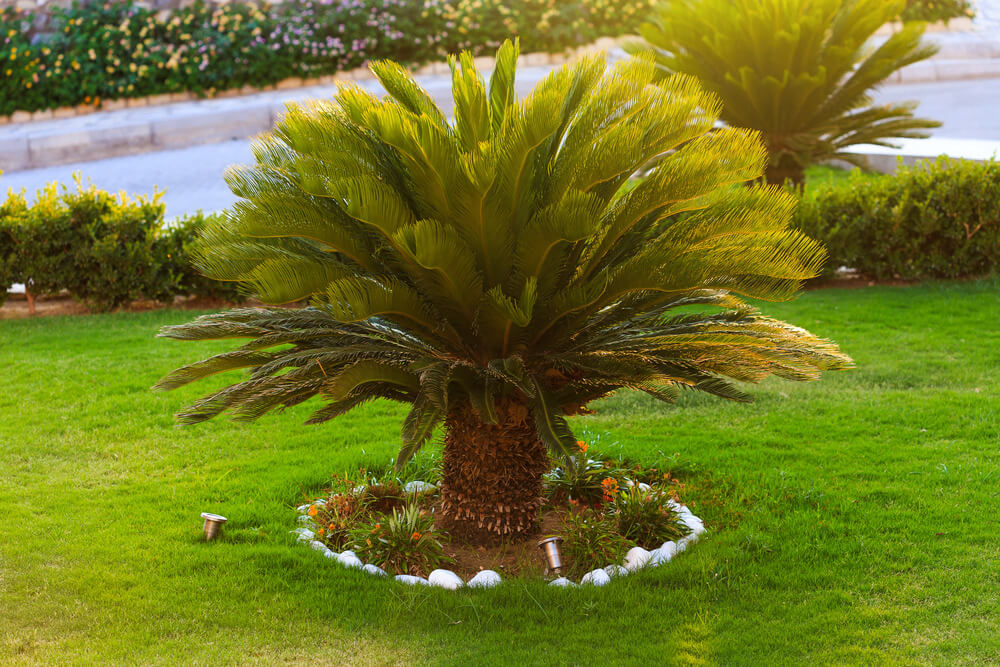 plantas tóxicas para cães e gatos