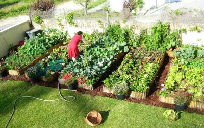 Família produz 3 toneladas de alimentos orgânicos no próprio quintal