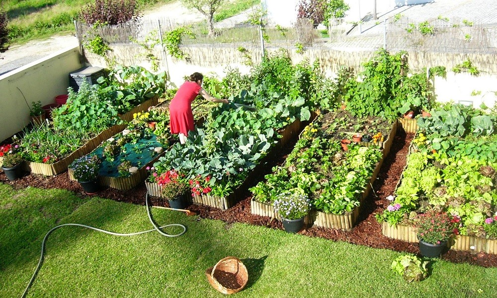 Horta urbana: produção de alimentos do quintal está perto de 1