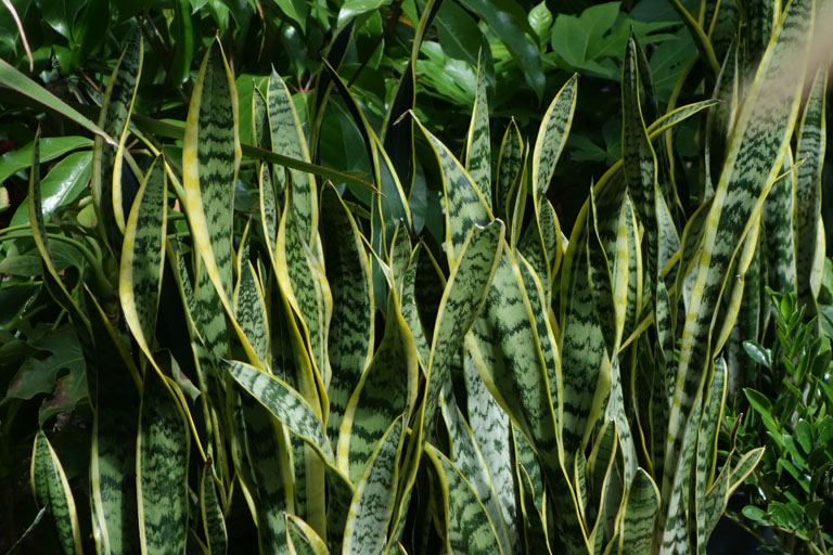 espada de são jorge - plantas resistentes ao sol