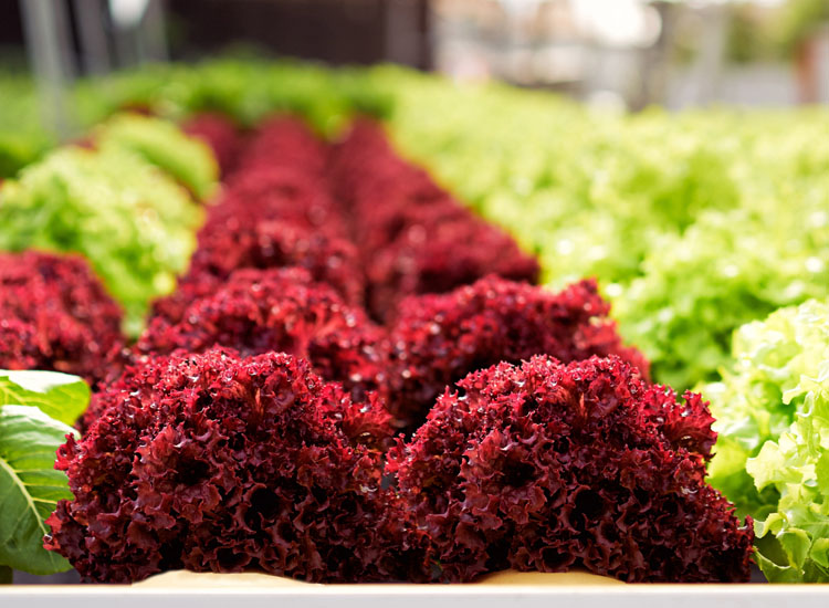 Como aumentar a produtividade com cultivo protegido