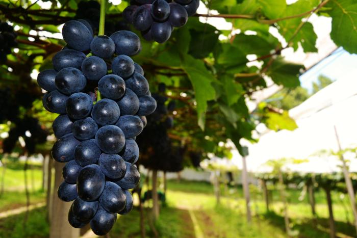 Como aumentar a produtividade com cultivo protegido