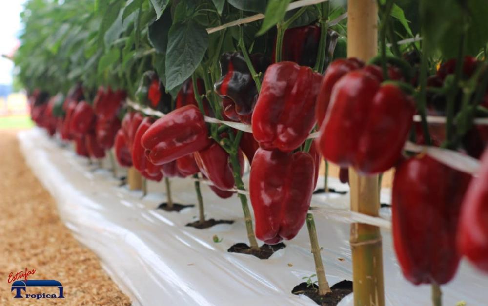 Cresce no Brasil o cultivo protegido de pimentões