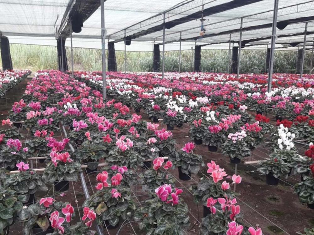 Miniestufas garantem ótimo cultivo de temperos, flores e plantas diversas