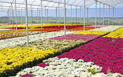 Como as estufas ajudam produtores de flores?