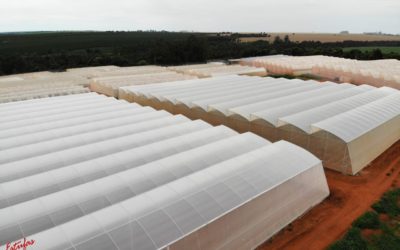 Brasil é todo cultivo protegido