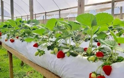 Miniestufas garantem ótimo cultivo de temperos, flores e plantas diversas