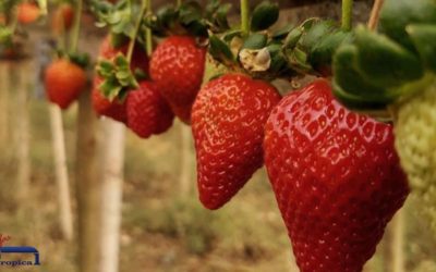 Orientações essenciais para cultivo protegido de morango