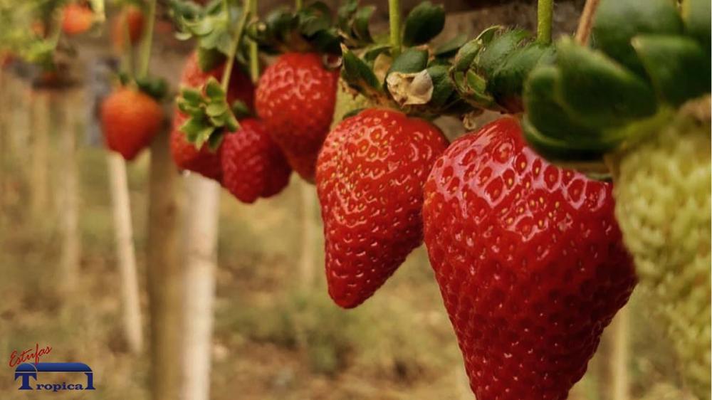 Orientações essenciais para cultivo protegido de morango