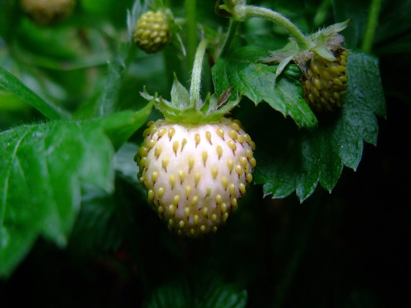 13 ervas, frutas e legumes em cores bizarras