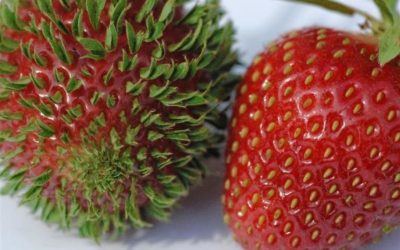 10 imagens para você ver o que acontece com frutas e vegetais que começam brotar mais cedo