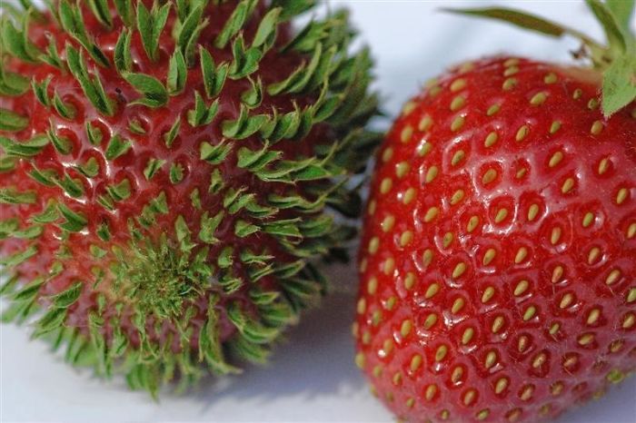 10 imagens para você ver o que acontece com frutas e vegetais que começam brotar mais cedo