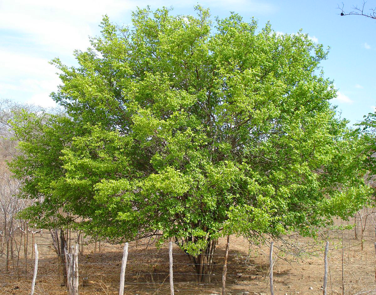 10 tipos de árvores mais comuns no Brasil