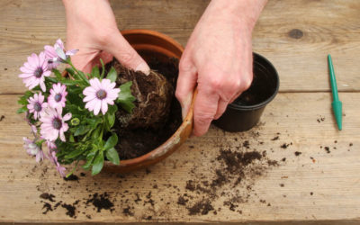 Adubação na jardinagem é tema de palestra gratuita em SP