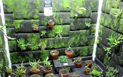 Cultivo indoor: tudo o que você precisa saber