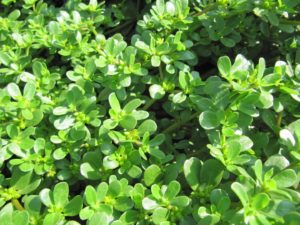 Conheça a Beldroega, uma planta medicinal de primeira linha