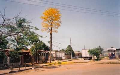 A incrível história do Ipê Amarelo que não queria ser poste