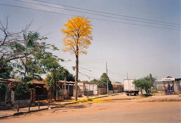 A incrível história do Ipê Amarelo que não queria ser poste