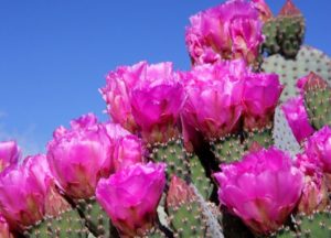 Cactos floridos – Aprenda a cuidar de espécies que surpreendem pela beleza da florada