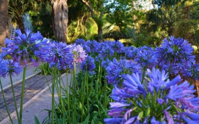 Agapanthus: como cuidar e cultivar