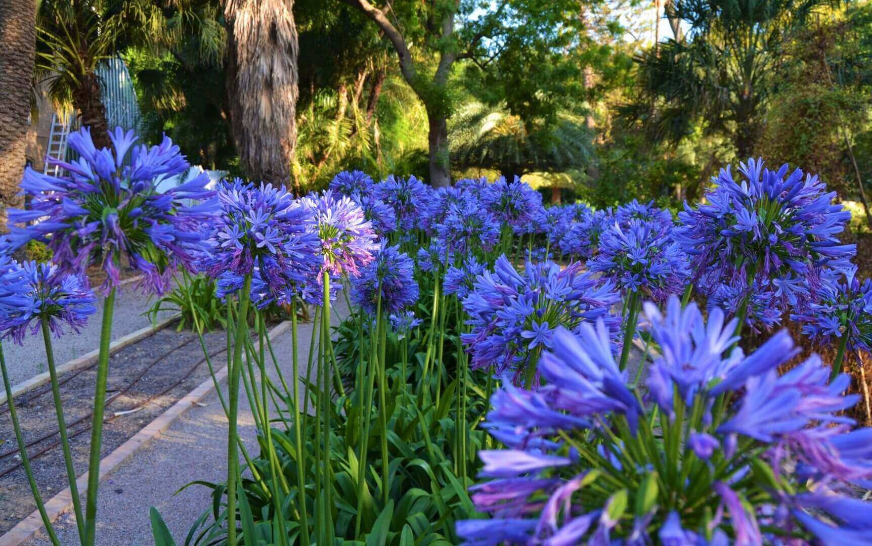 Agapanthus: como cuidar e cultivar - Tropical Estufas Agrícolas |  Hidroponia | Filme Agrícola | Tela Agrícola | Plástico para Estufa