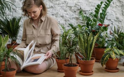 Amigo secreto de plantas: confira dicas de presente