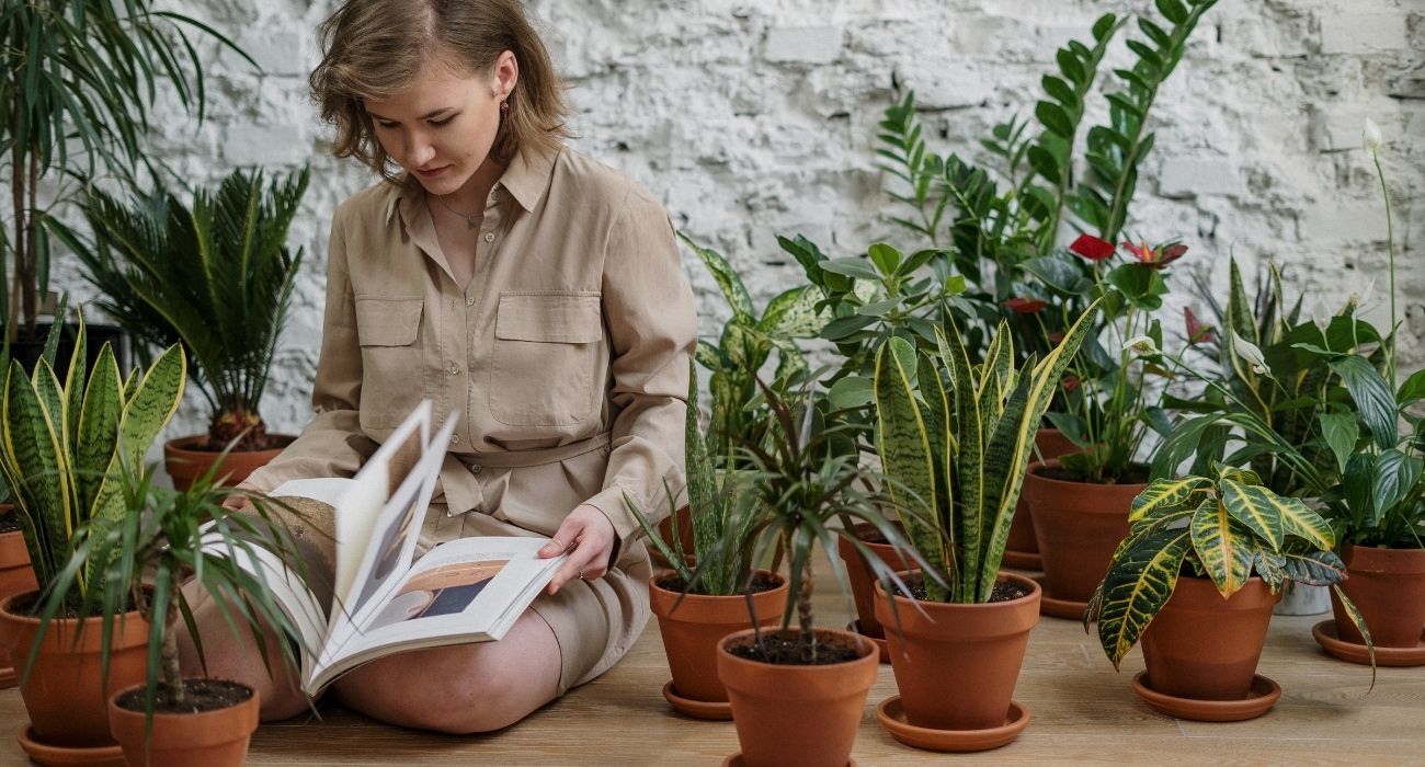 Amigo secreto de plantas: confira dicas de presente