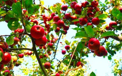 Use FORTH Frutas e triplique a produção de suas frutíferas